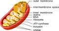 Structure of mitochondrion